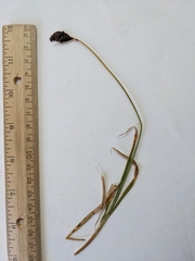 Carex albonigra