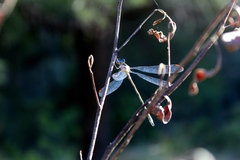 Archilestes