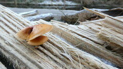 Kuehneromyces lignicola