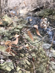 Symphyotrichum shortii