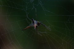 Micrathena militaris