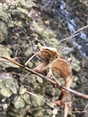 Symphyotrichum shortii