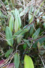 Stelis purpurea