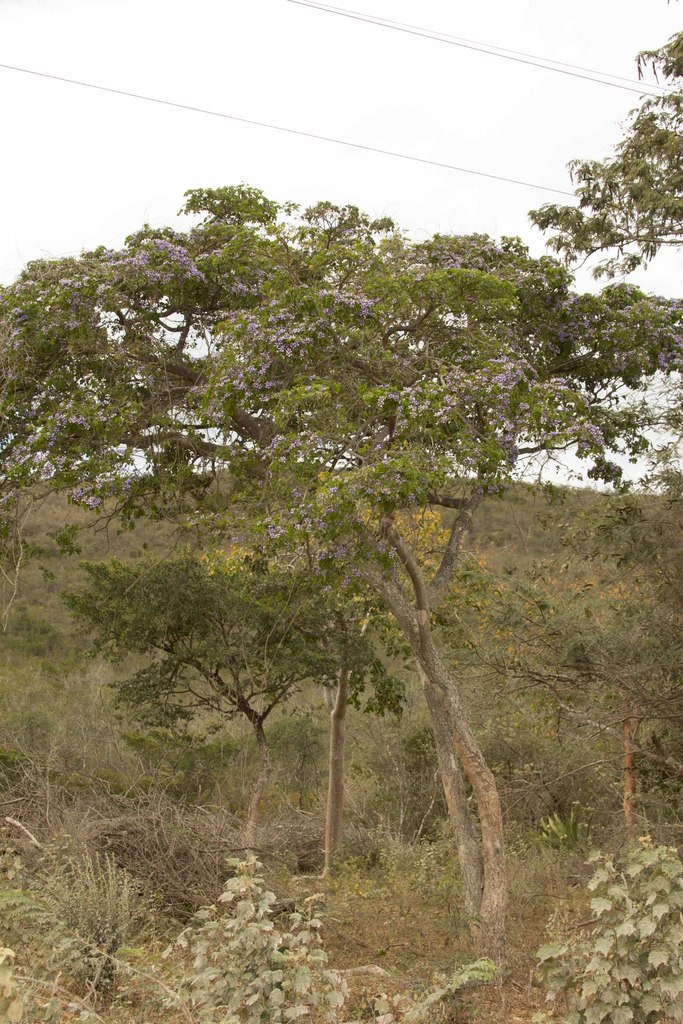 roughbark lignum-vitae on February 11, 2013 by Ron Savage. This