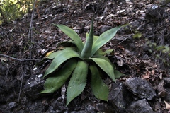 Agave