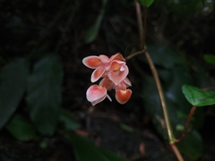 Begonia radicans