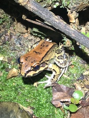 Leptodactylus rhodonotus