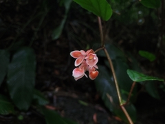 Begonia radicans
