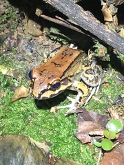 Leptodactylus rhodonotus