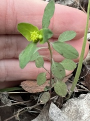 Euphorbia roemeriana