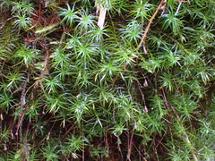 Polytrichastrum alpinum