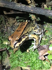 Leptodactylus rhodonotus