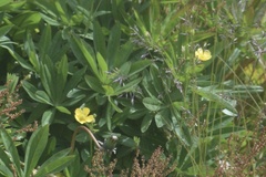 Ranunculus peduncularis