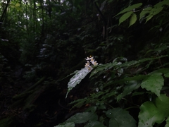 Begonia catharinensis