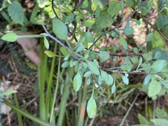 Corokia cotoneaster