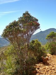 Metrosideros umbellata