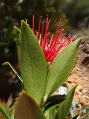 Metrosideros umbellata