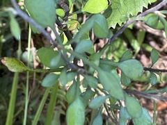Corokia cotoneaster