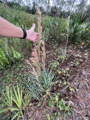 Andropogon cretaceus