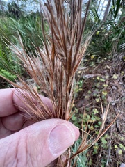 Andropogon cretaceus