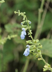Salvia cardiophylla