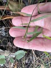 Dichanthelium patulum