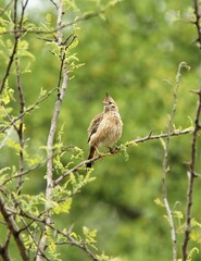 Coryphistera alaudina