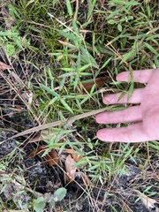 Dichanthelium patulum