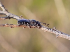 Chilalictus