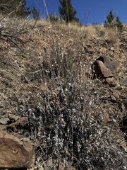 Eriogonum niveum