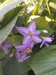 Solanum amygdalifolium
