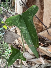 Liriomyza schmidti