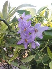 Solanum amygdalifolium