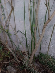 Solanum amygdalifolium