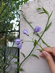 Solanum amygdalifolium