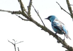 Dacnis nigripes