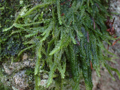 Plagiothecium undulatum