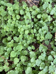 Lamium purpureum