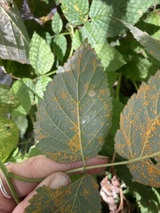 Phragmidium rubi-idaei