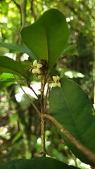 Esenbeckia grandiflora