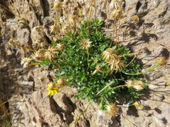 Haplopappus glutinosus