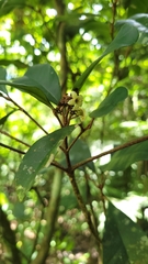 Esenbeckia grandiflora