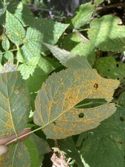 Phragmidium rubi-idaei