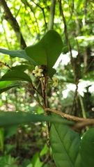 Esenbeckia grandiflora
