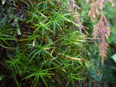 Polytrichastrum alpinum