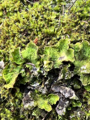 Peltigera britannica