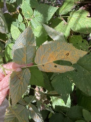 Phragmidium rubi-idaei