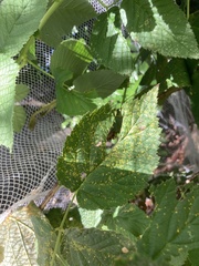 Phragmidium rubi-idaei