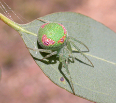Araneus circulissparsus