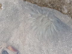 Bunodosoma zamponii